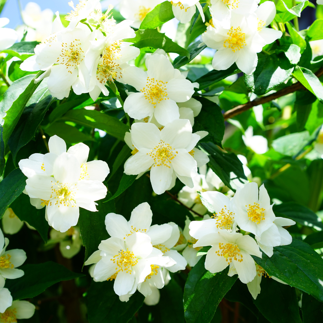 Le déodorant solide en stick jasmin